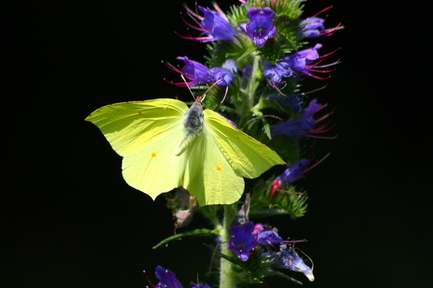 gonepteryx rhamni : una foglia gialla al vento